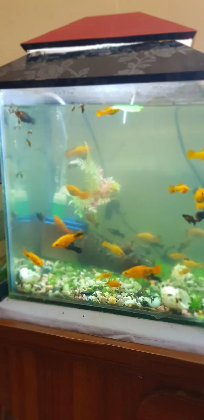 fish aquarium — photo 4