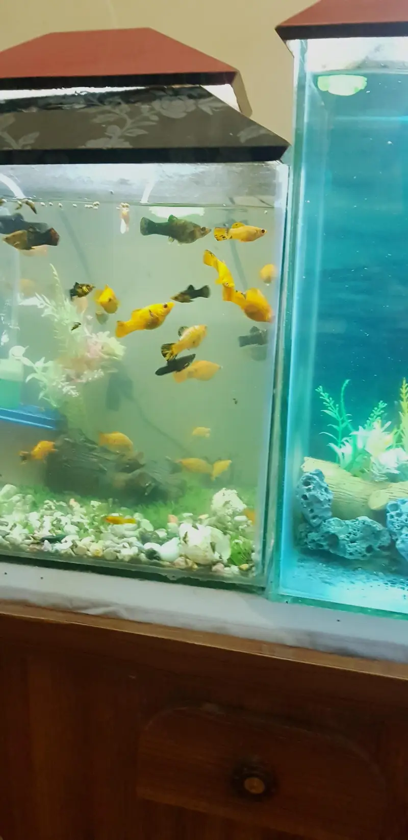 fish aquarium — photo 5