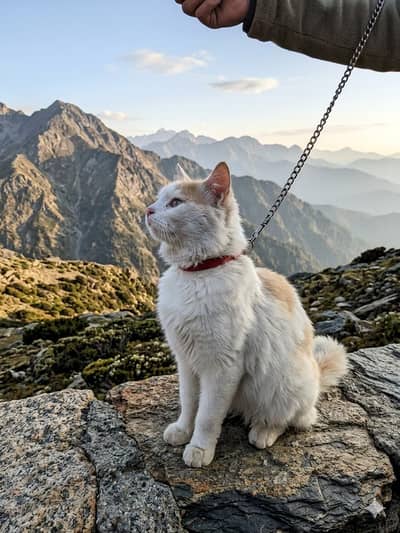 Pure Persian Male Cat