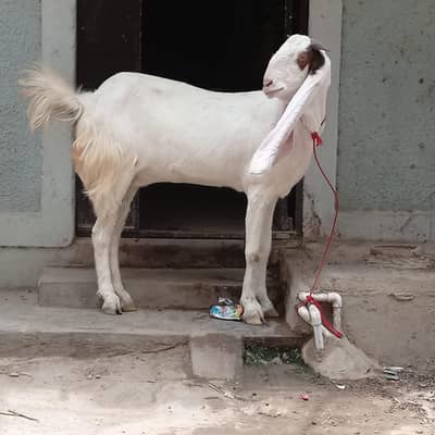 gulabi bakria 3