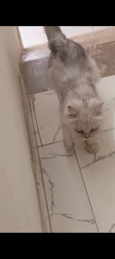 cats for adoption urgent loving family required