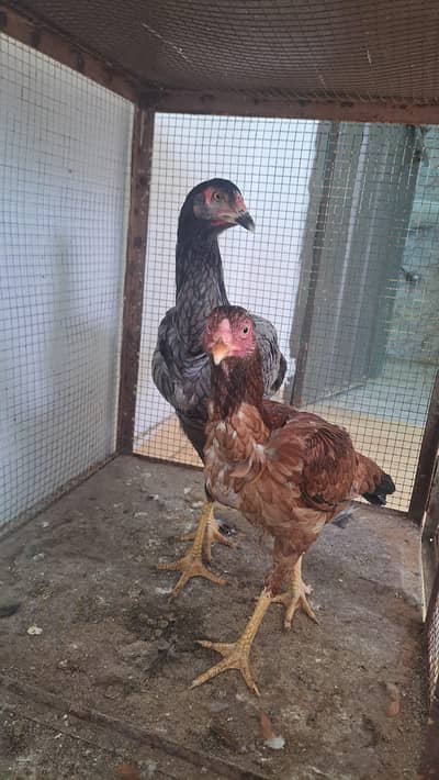 Aseel hens