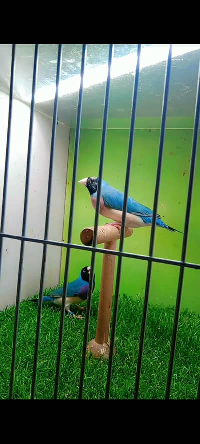 2 Blue Goldian black head purple chest pair, 2 pair Red eyes Goldian