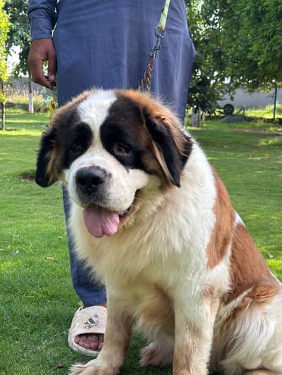 Saint Bernard Female