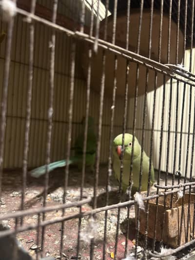 Breeding pair