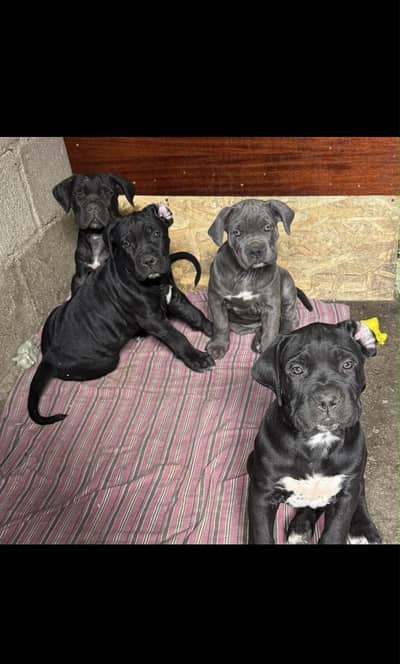 Cane Corso Puppies Available
