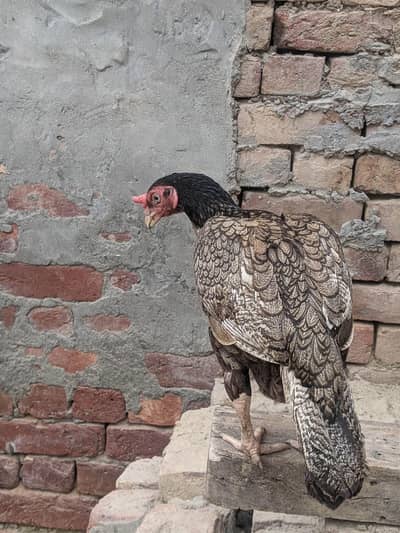 purest mianwali breed