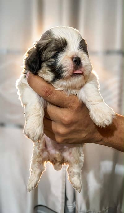 Shihtzu puppies available