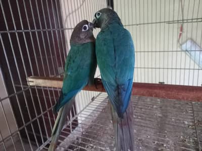 Blue turquoise/ torqouise bf-bc Conure pair available