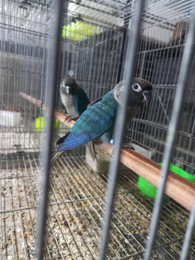 Blue turquoise/ torqouise bf-bc Conure pair available