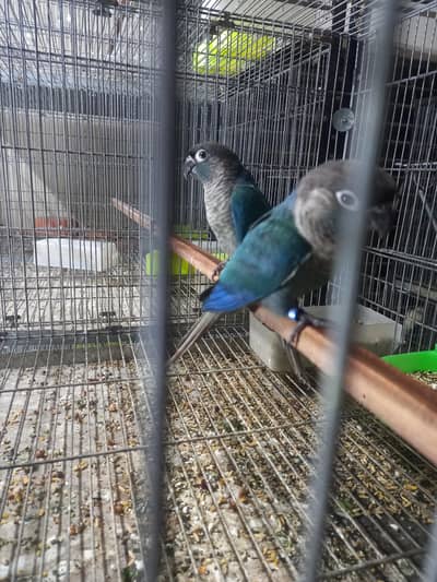 Blue turquoise/ torqouise bf-bc Conure pair available