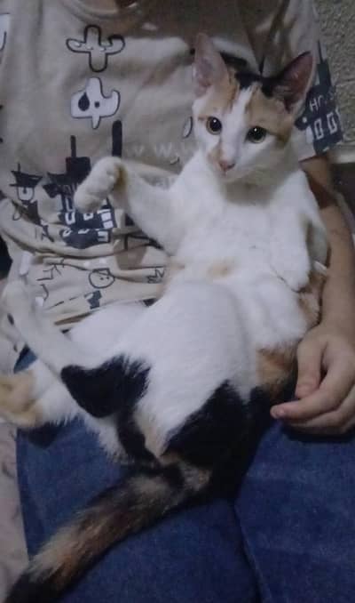 10 Months Cat for Adoption