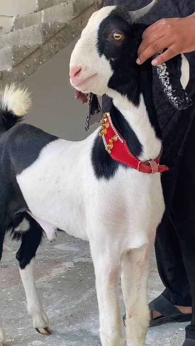 BAKRA BISSER ABLUCK TAPRA RATE FINAL HAI REDY DISCRIPTION FISRT