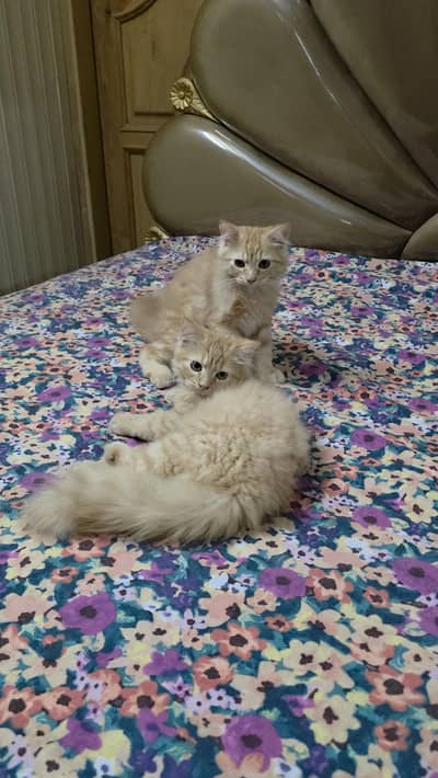 Cute cats available