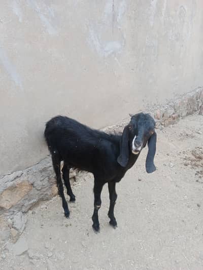Bakra 03150629454