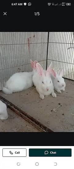 3 rabbits Red aye