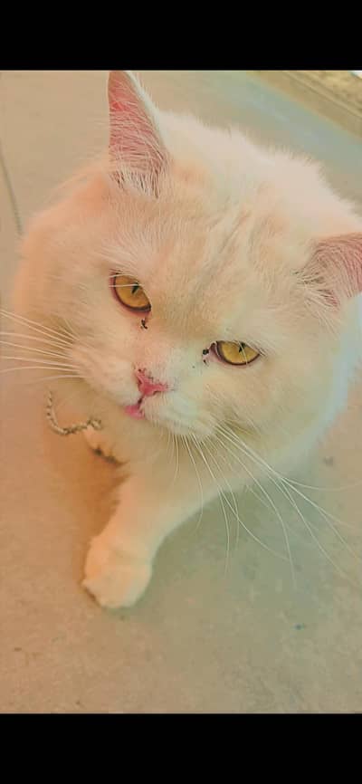 Persian Cat Triple Caot For Sale Germi ki Waja Dy trimed kiya hy
