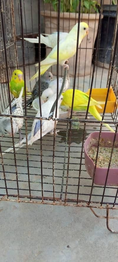 Australian Birds For Sell