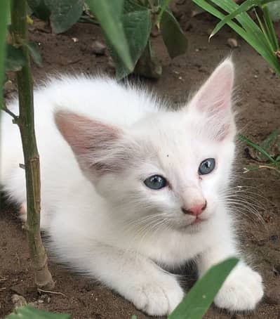 Persian kittens
