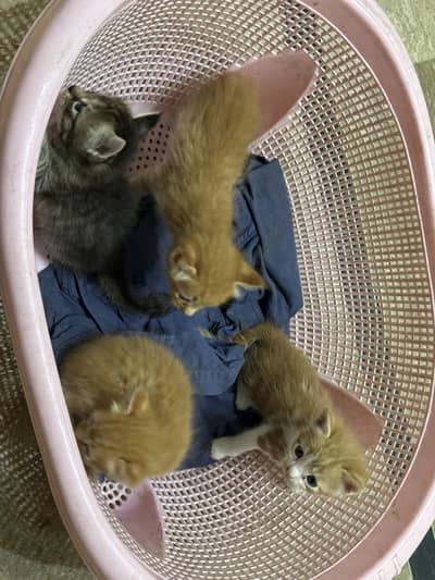 Kittens For Sale