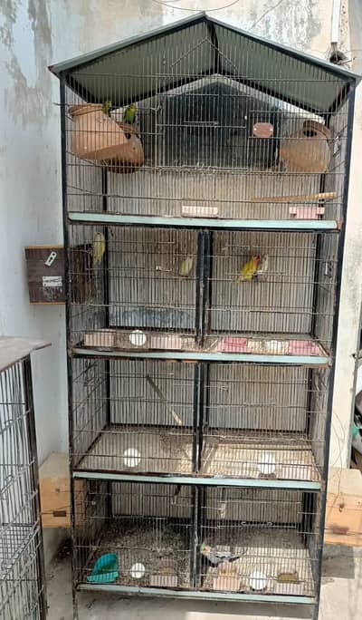 Cage 6 Portion 1 Colony
