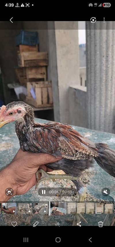 burmi aseel / burmi aseel  chicks/ dragon chicks/important burmi hens