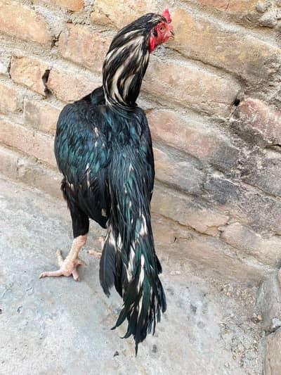 Aseel lasani Male