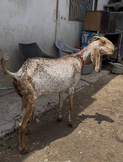 Makhii chini pure breed