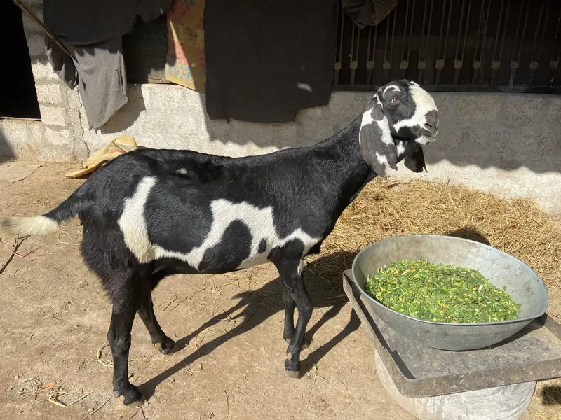 Makhii chini pure breed — photo 2
