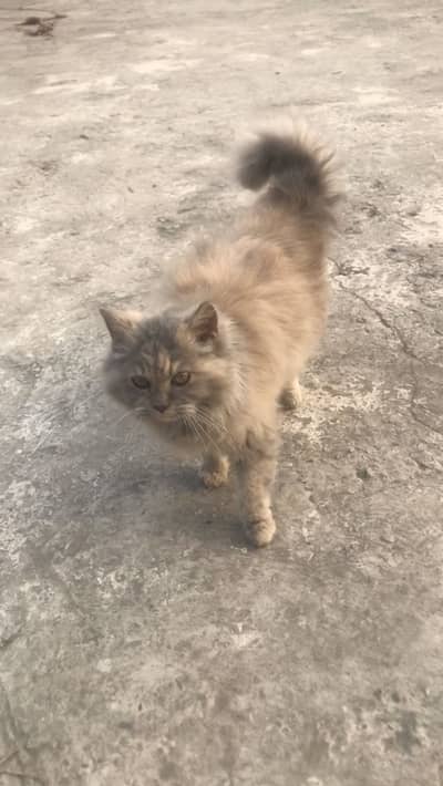  Fluffy Persian Mix Kitten Available for Adoption