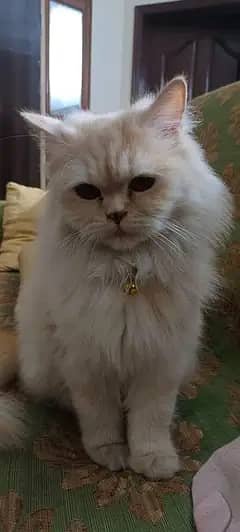 Cats available for adoption