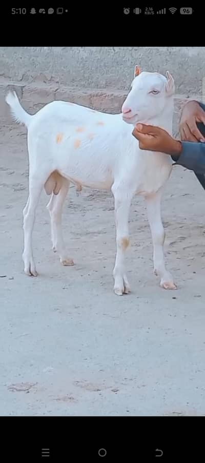 teddi gulabi male