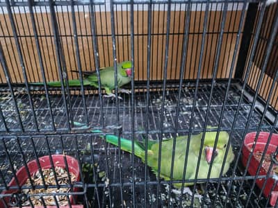 Big Parrot Breeder Pair