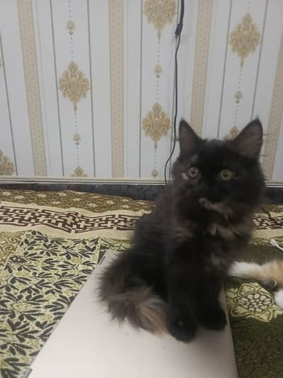 Persian