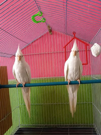 cocktail breeder pair