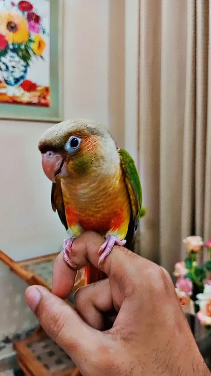 Handtame conure, cockatiel, sun conure, gouldian finches