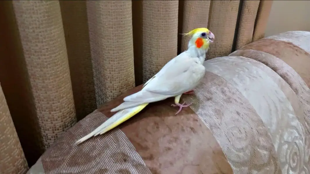 Handtame conure, cockatiel, sun conure, gouldian finches — photo 2