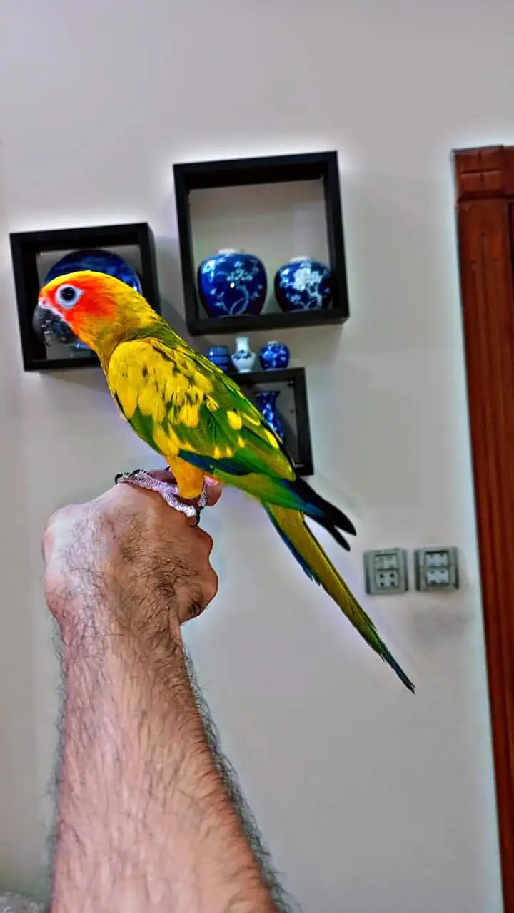 Handtame conure, cockatiel, sun conure, gouldian finches — photo 3