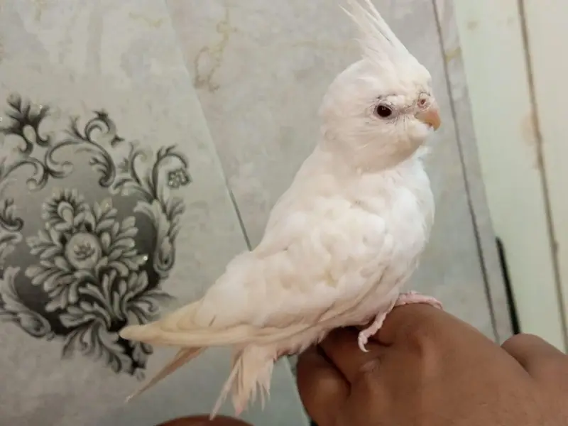 Handtame conure, cockatiel, sun conure, gouldian finches — photo 4