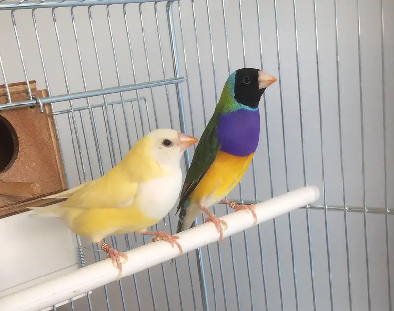 Handtame conure, cockatiel, sun conure, gouldian finches — photo 5