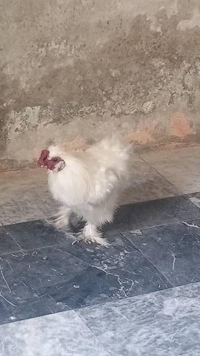 silkie chicken