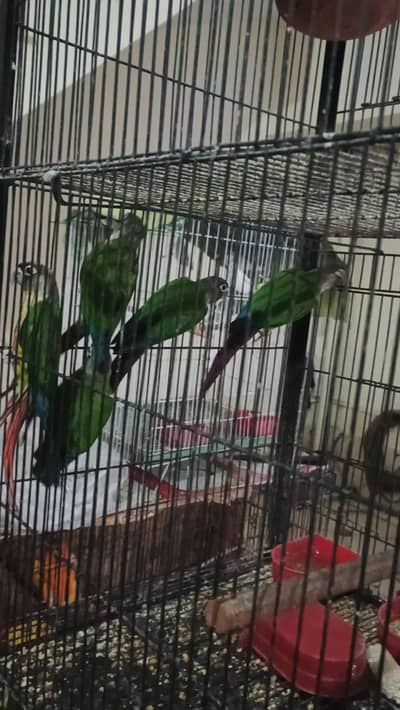 green cheek conure