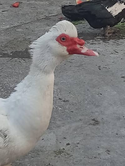 Muscovy ducks
