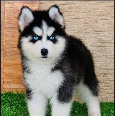 siberian puppy
