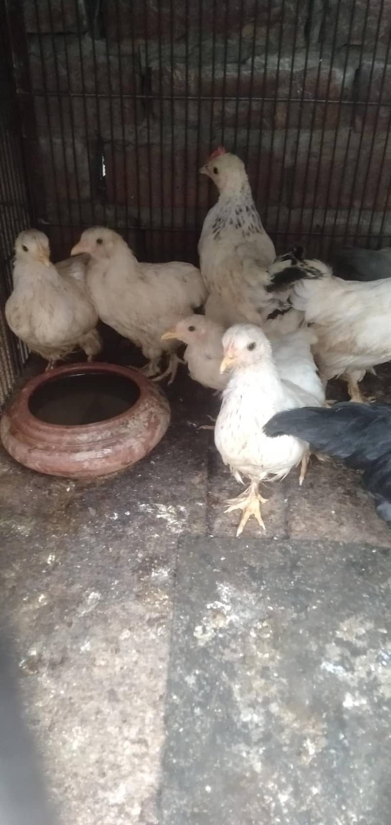 Bantm. chik 0