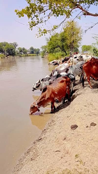 fresh milk available hy
