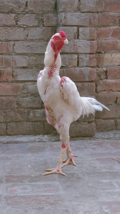 pure German king ohh shamoo for sale