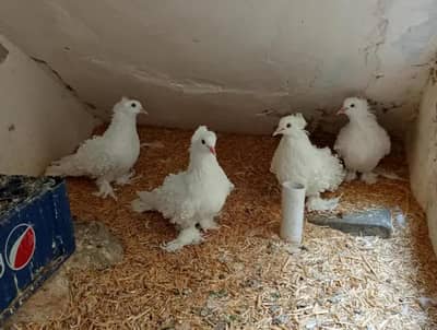 Frill back pigeons, price per pair 11,000