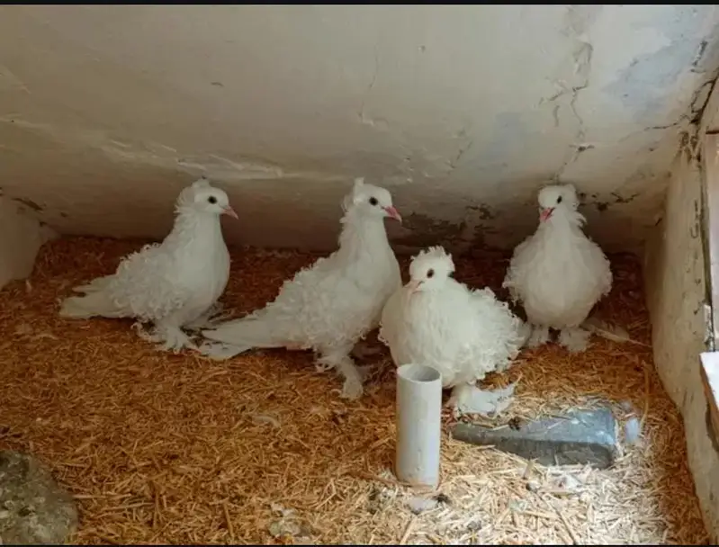 Frill back pigeons, price per pair 11,000 — photo 2
