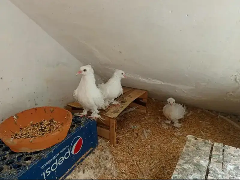 Frill back pigeons, price per pair 11,000 — photo 5